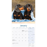 Otter House Dachshund Wall Calendar 2026