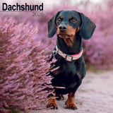 Otter House Dachshund Wall Calendar 2026