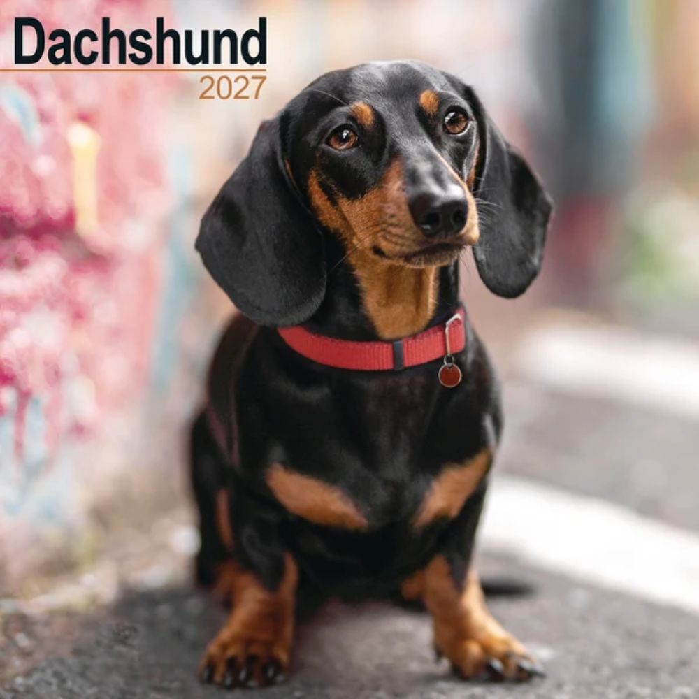 Otter House Dachshund Wall Calendar 2027