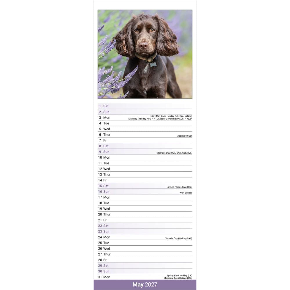 Otter House English Cocker Spaniel Slim Calendar 2027