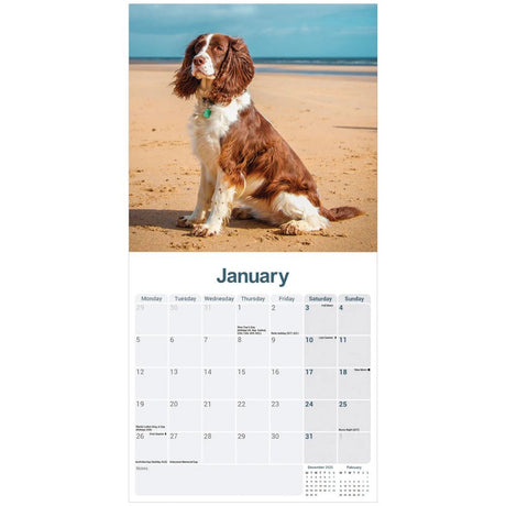 Otter House English Springer Spaniel Wall Calendar 2026
