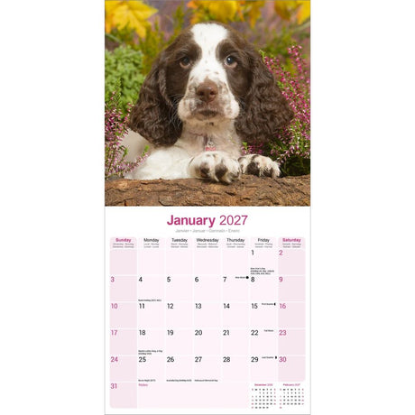Otter House English Springer Spaniel Wall Calendar 2027
