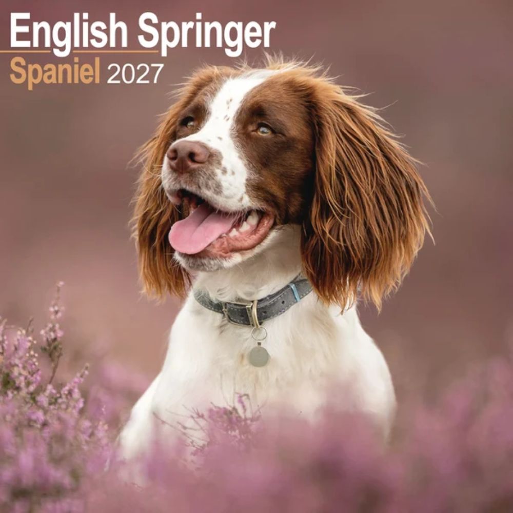 Otter House English Springer Spaniel Wall Calendar 2027