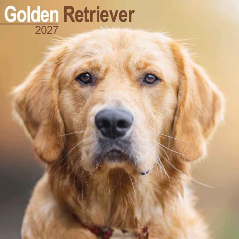 Otter House Golden Retriever Wall Calendar 2027