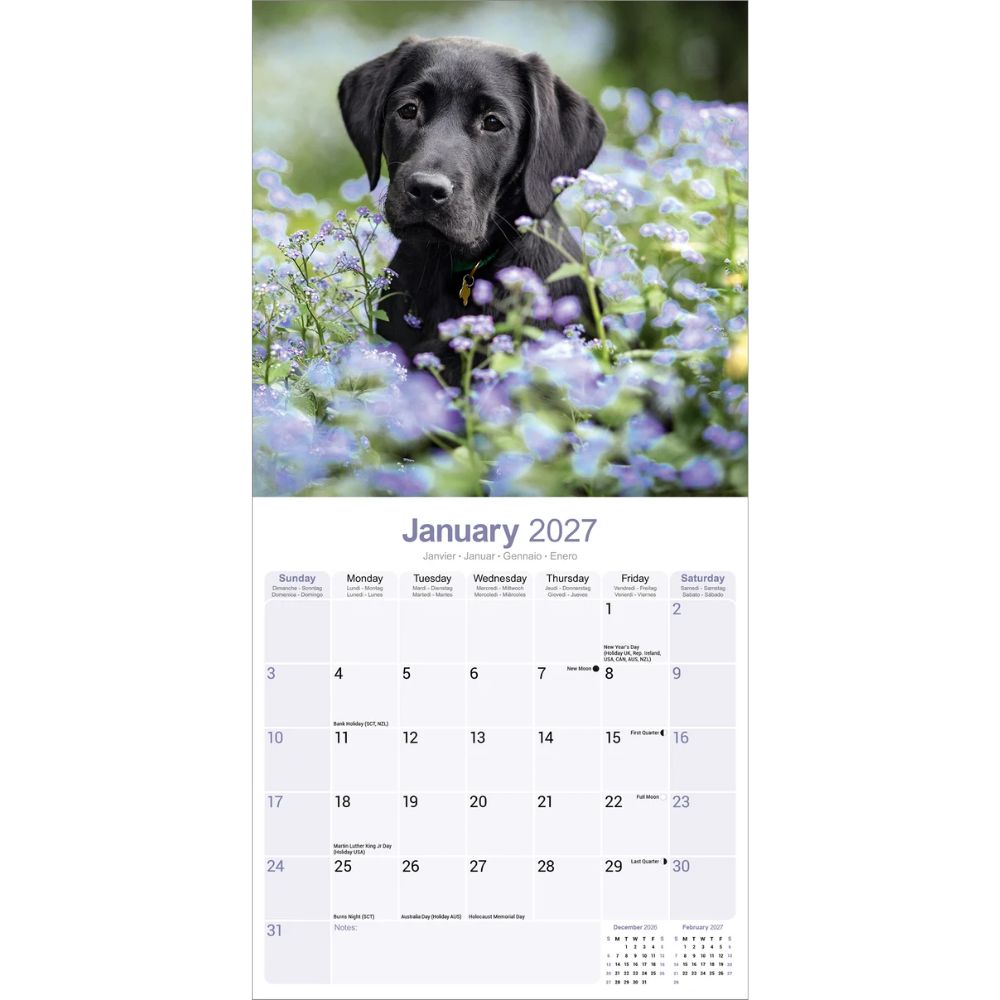 Otter House Labrador Retriever Black Wall Calendar 2027