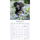 Otter House Labrador Retriever Black Wall Calendar 2027