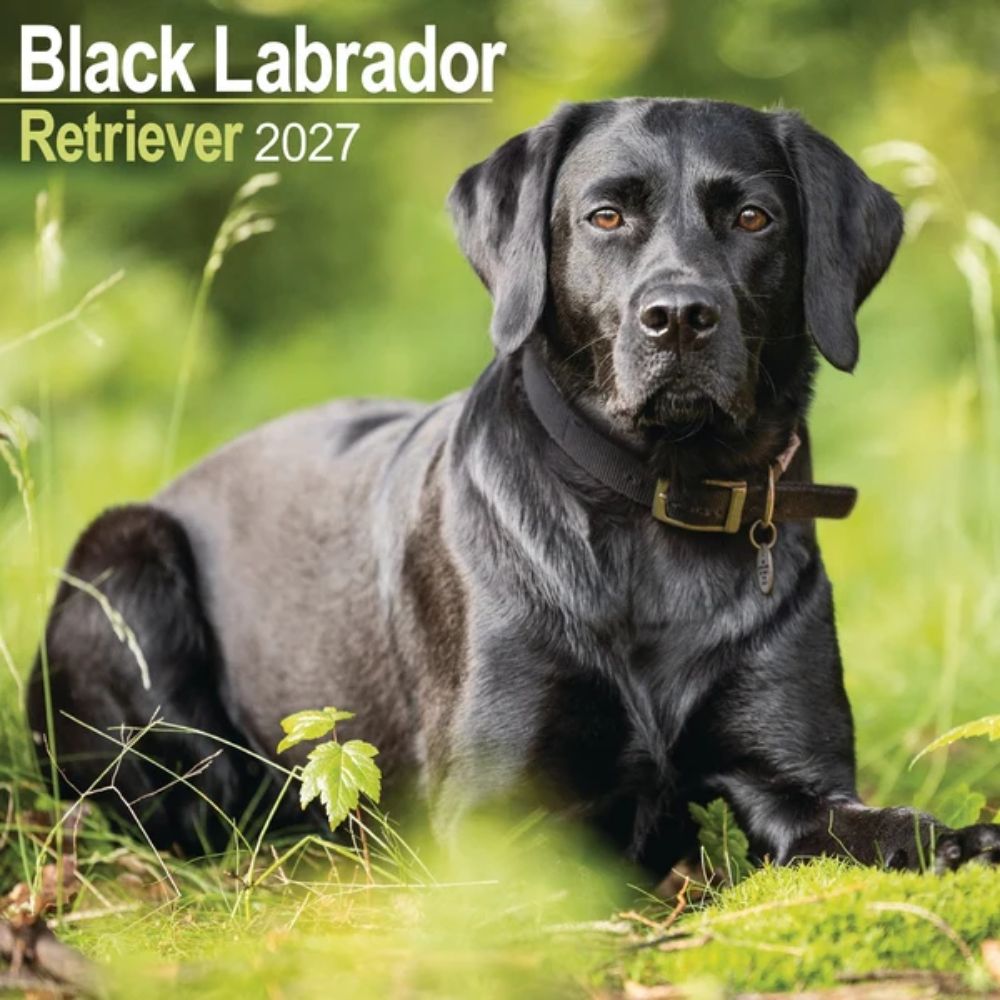 Otter House Labrador Retriever Black Wall Calendar 2027