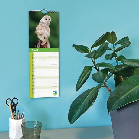 Otter House RSPB Owls Slim Calendar 2026