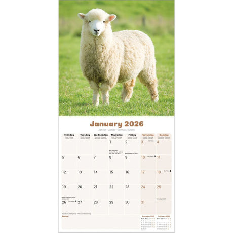 Otter House Sheep Wall Calendar 2026