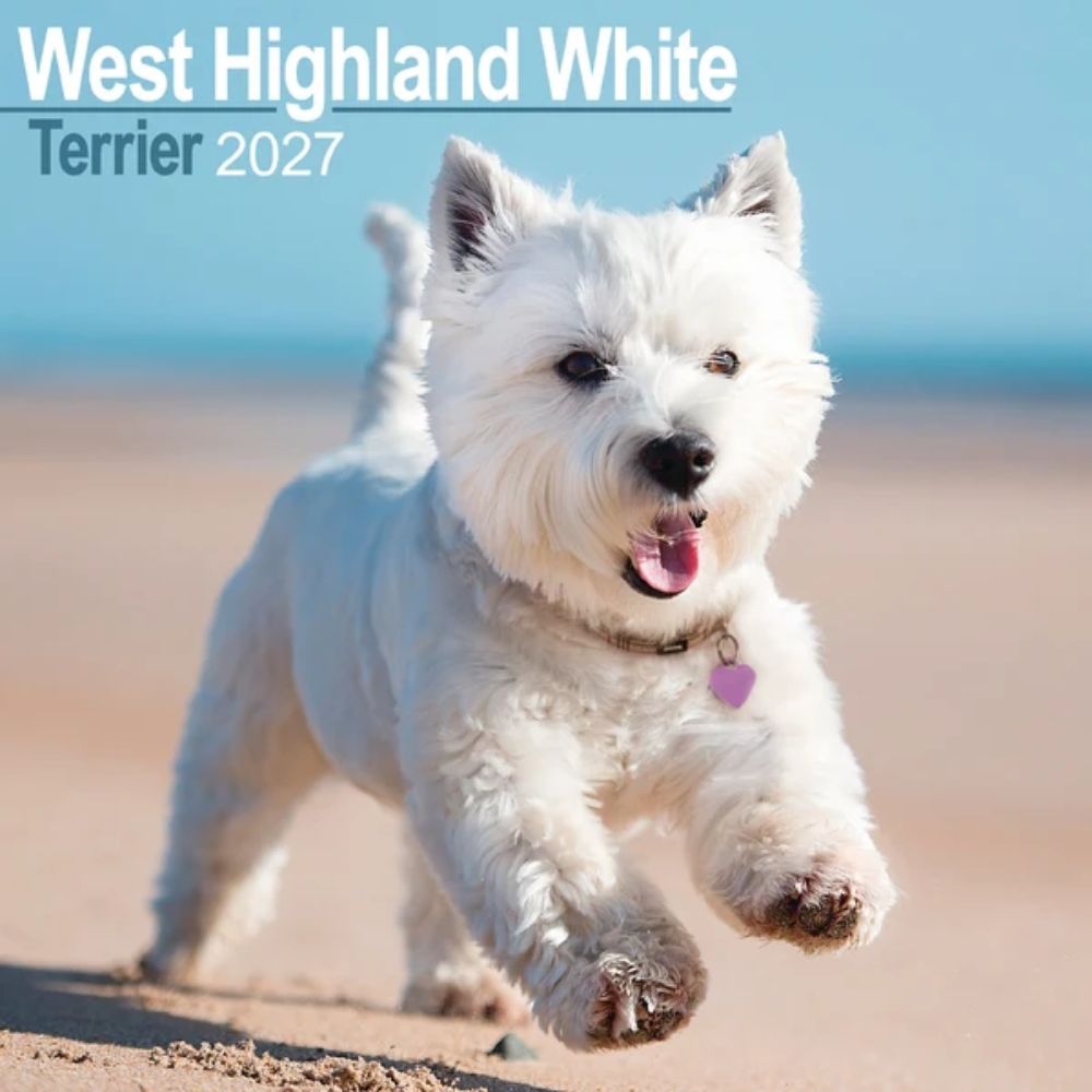Otter House West Highland White Terrier Wall Calendar 2027
