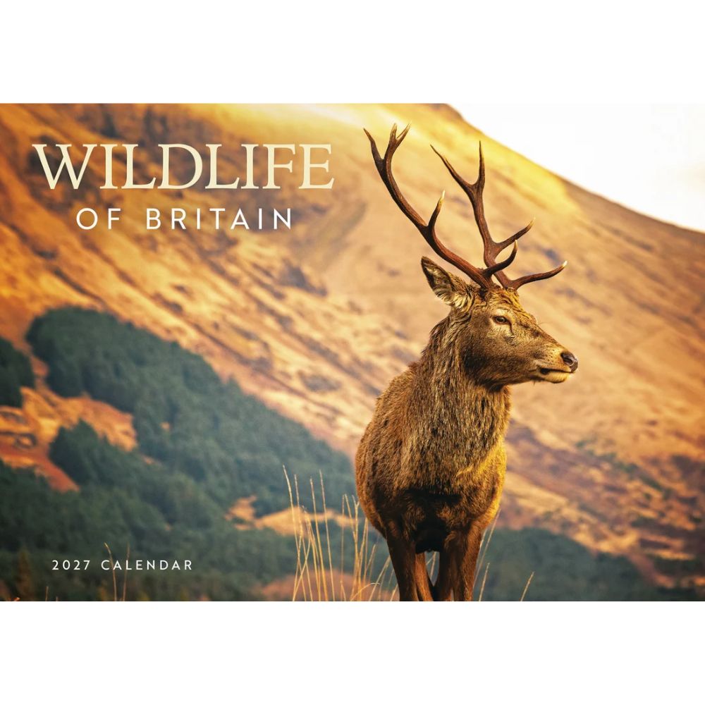Otter House Wildlife of Britain A4 Calendar 2027
