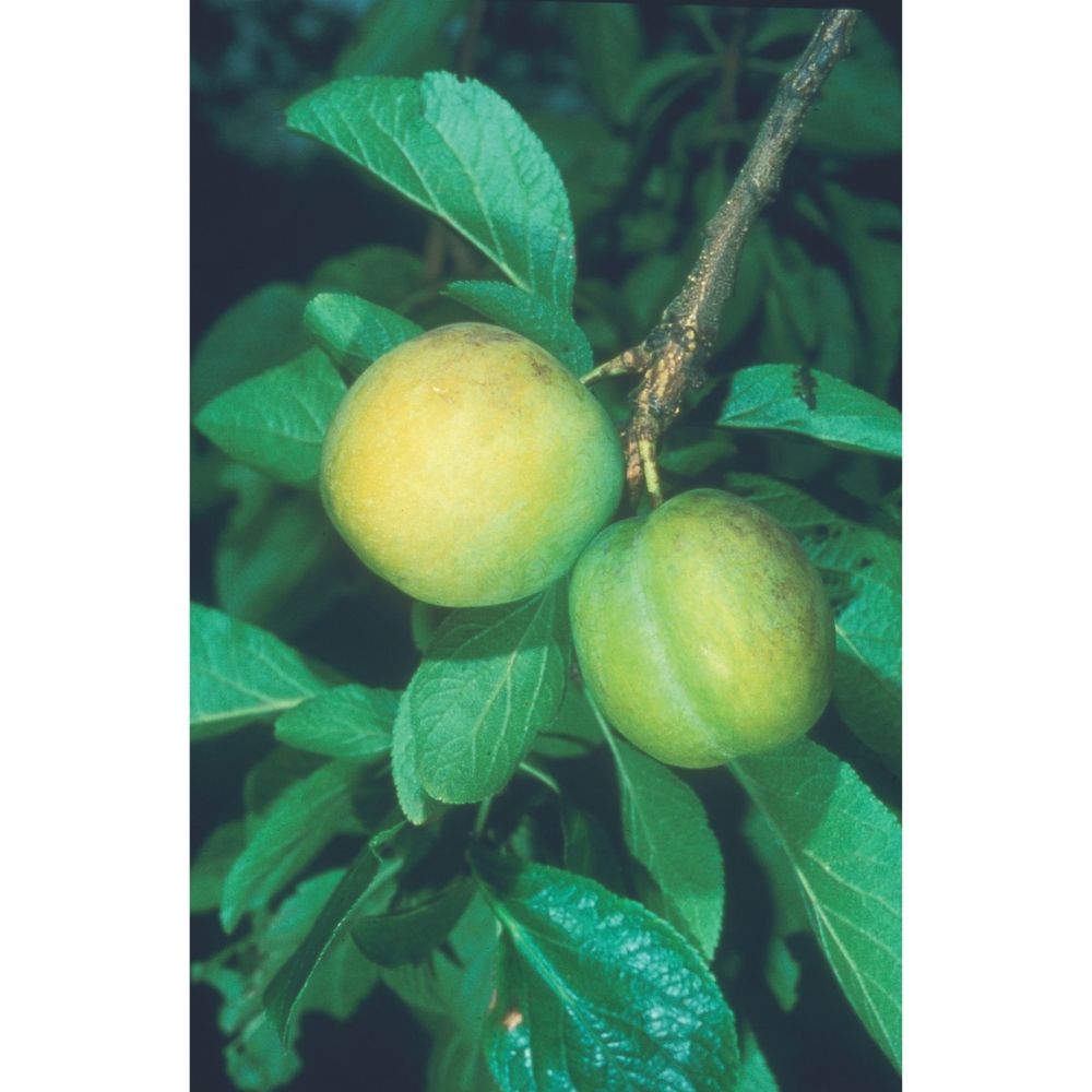 Gage Tree 'Oullins Golden' Fruit Tree 12Ltr Pot