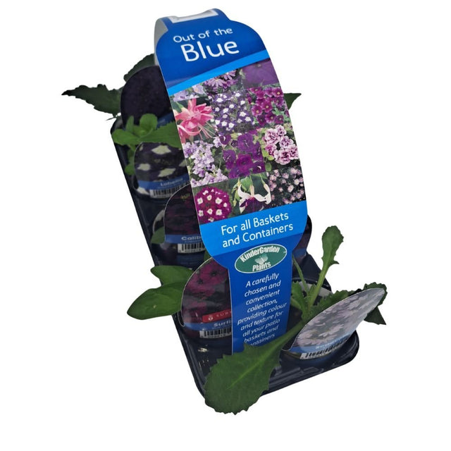 Out of the Blue Collection Plug Plants - 8 Plants - Old Railway Line Garden Centre