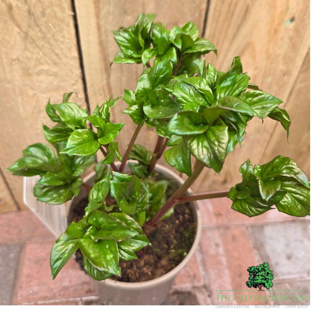 Paeonia lactiflora 'Athens' - Patio Peony Plant - 3 Litre Pot - Old Railway Line Garden Centre