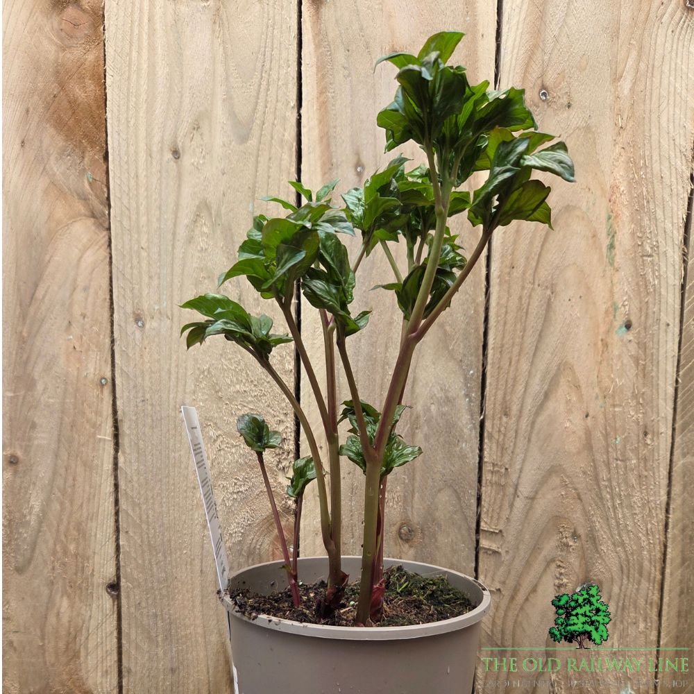 Paeonia lactiflora 'Athens' - Patio Peony Plant - 3 Litre Pot - Old Railway Line Garden Centre