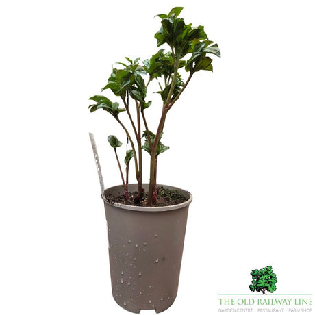 Paeonia lactiflora 'Athens' - Patio Peony Plant - 3 Litre Pot - Old Railway Line Garden Centre