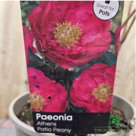 Paeonia lactiflora 'Athens' - Patio Peony Plant - 3 Litre Pot - Old Railway Line Garden Centre