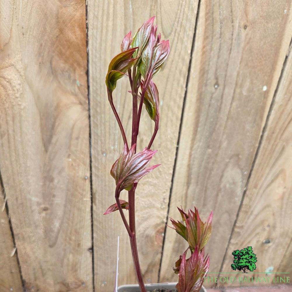 Paeonia lactiflora 'Bowl of Beauty' - Peony Plant - 3.5Ltr Pot