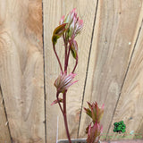 Paeonia lactiflora 'Bowl of Beauty' - Peony Plant - 3.5Ltr Pot