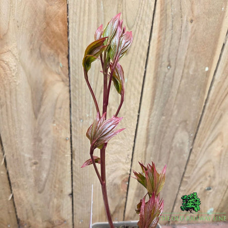 Paeonia lactiflora 'Bowl of Beauty' - Peony Plant - 3.5Ltr Pot