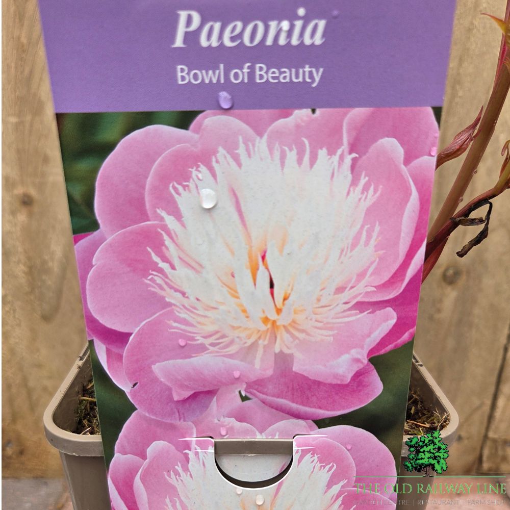 Paeonia lactiflora 'Bowl of Beauty' - Peony Plant - 3.5Ltr Pot