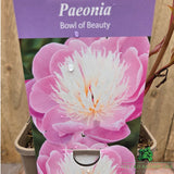 Paeonia lactiflora 'Bowl of Beauty' - Peony Plant - 3.5Ltr Pot