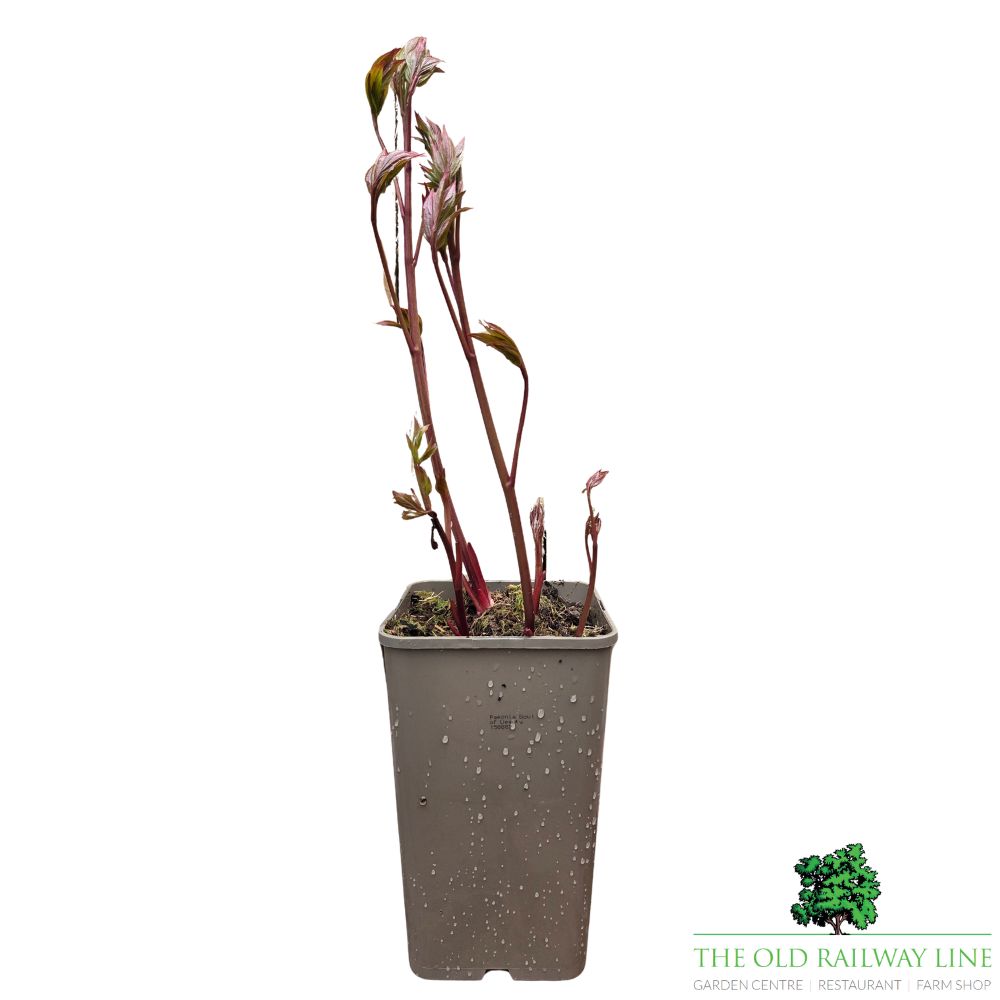 Paeonia lactiflora 'Bowl of Beauty' - Peony Plant - 3.5Ltr Pot