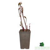 Paeonia lactiflora 'Bowl of Beauty' - Peony Plant - 3.5Ltr Pot