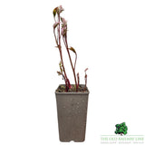 Paeonia lactiflora 'Bowl of Beauty' - Peony Plant - 3.5Ltr Pot - Old Railway Line Garden Centre