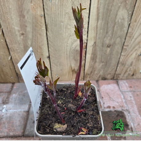 Paeonia lactiflora 'Bowl of Love' - Peony Plant - 3.5Ltr Pot