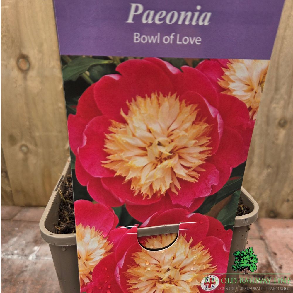 Paeonia lactiflora 'Bowl of Love' - Peony Plant - 3.5Ltr Pot