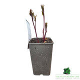 Paeonia lactiflora 'Bowl of Love' - Peony Plant - 3.5Ltr Pot