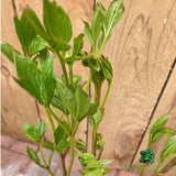 Paeonia lactiflora 'Dublin' - Patio Peony Plant - 3Ltr Pot