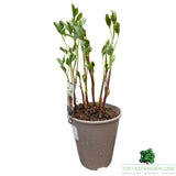 Paeonia lactiflora 'Dublin' - Patio Peony Plant - 3Ltr Pot