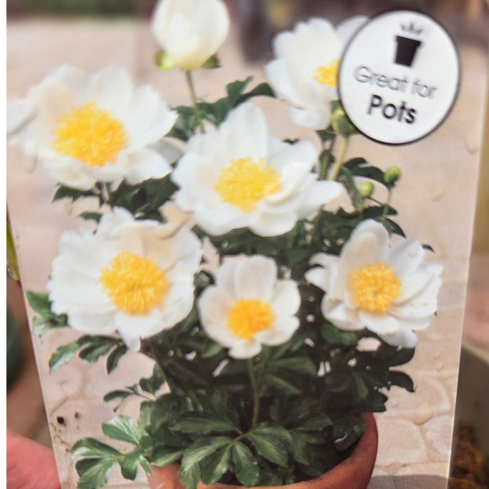 Paeonia lactiflora 'Dublin' - Patio Peony Plant - 3Ltr Pot - Old Railway Line Garden Centre