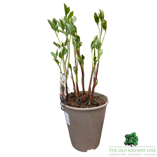 Paeonia lactiflora 'Dublin' - Patio Peony Plant - 3Ltr Pot - Old Railway Line Garden Centre