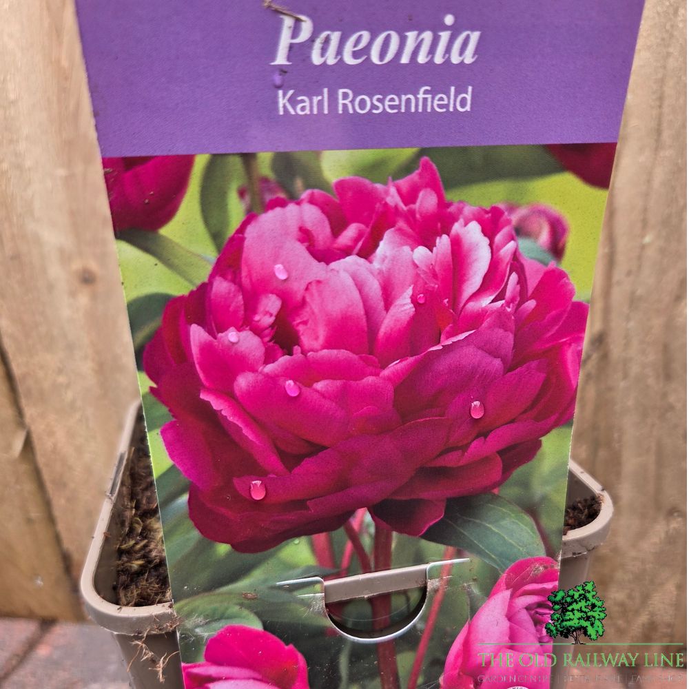 Paeonia lactiflora 'Karl Rosenfield' - Peony Plant - 3.5Ltr Pot