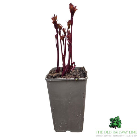 Paeonia lactiflora 'Karl Rosenfield' - Peony Plant - 3.5Ltr Pot - Old Railway Line Garden Centre