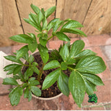 Paeonia lactiflora 'Kiev' - Patio Peony Plant - 3Ltr Pot