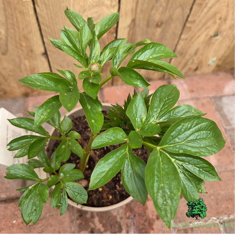 Paeonia lactiflora 'Kiev' - Patio Peony Plant - 3Ltr Pot - Old Railway Line Garden Centre