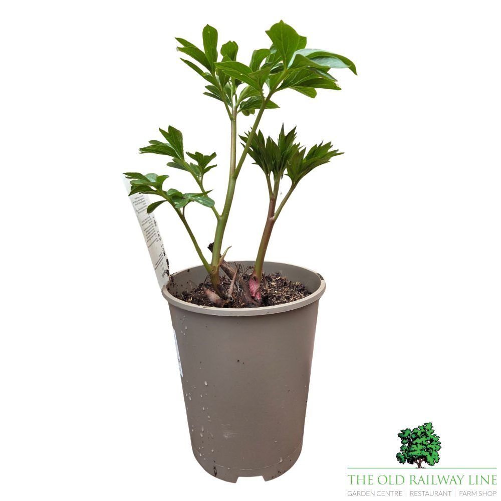 Paeonia lactiflora 'Kiev' - Patio Peony Plant - 3Ltr Pot - Old Railway Line Garden Centre