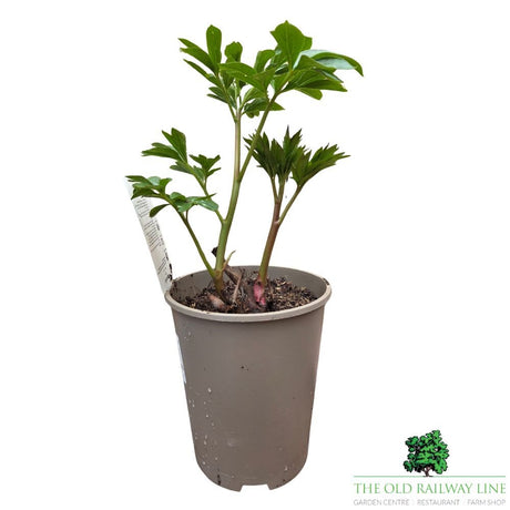 Paeonia lactiflora 'Kiev' - Patio Peony Plant - 3Ltr Pot - Old Railway Line Garden Centre