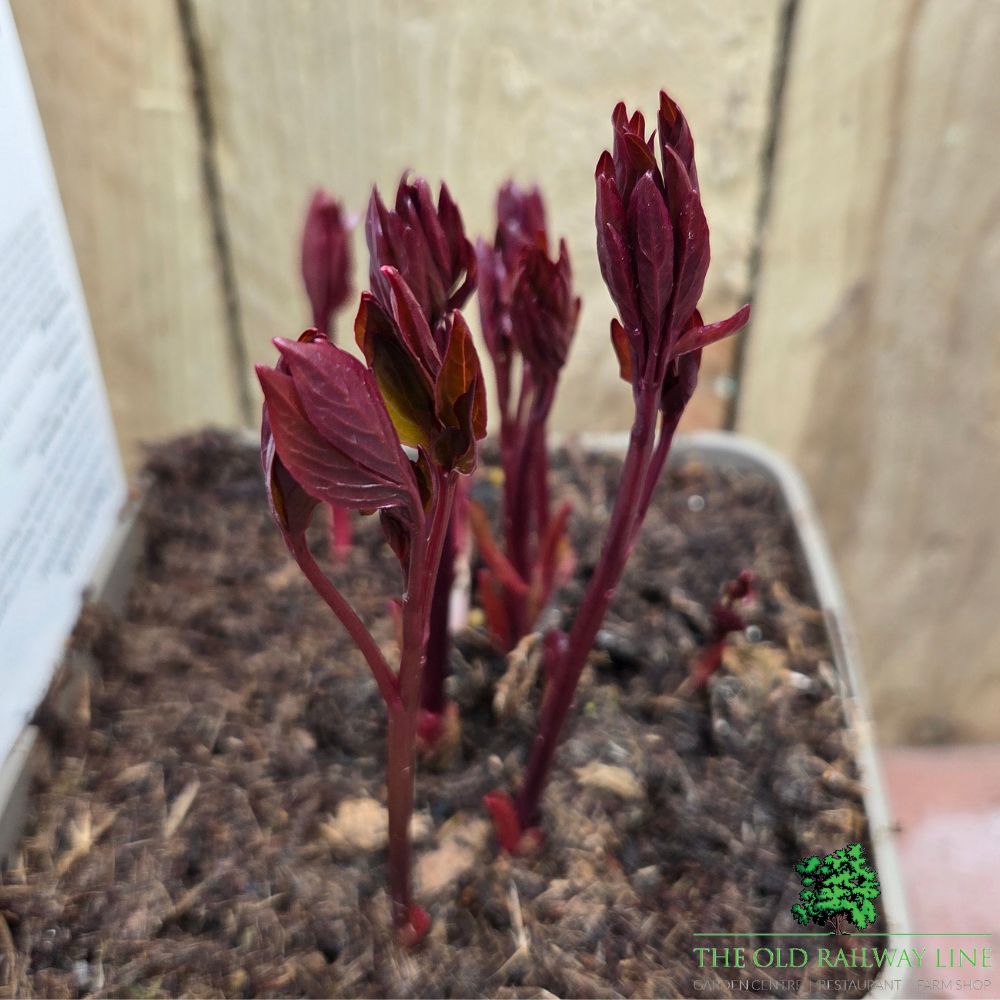 Paeonia lactiflora 'Lancaster Imp' - Peony Plant - 3.5 Litre Pot - Old Railway Line Garden Centre