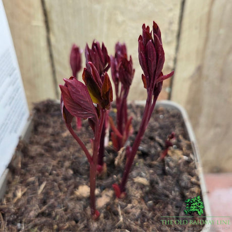 Paeonia lactiflora 'Lancaster Imp' - Peony Plant - 3.5 Litre Pot - Old Railway Line Garden Centre