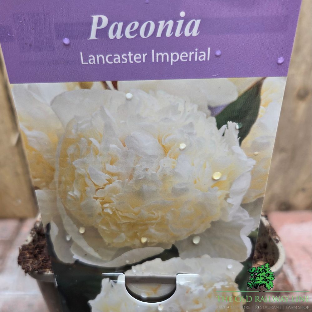 Paeonia lactiflora 'Lancaster Imp' - Peony Plant - 3.5 Litre Pot - Old Railway Line Garden Centre