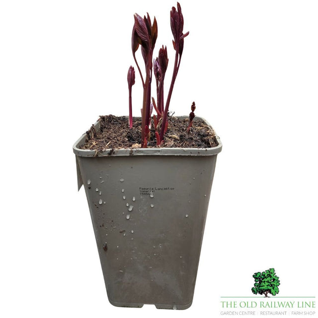 Paeonia lactiflora 'Lancaster Imp' - Peony Plant - 3.5 Litre Pot - Old Railway Line Garden Centre