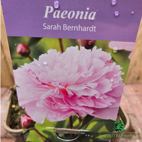 Paeonia lactiflora 'Sarah Bernhardt' - Peony Plant - 3.5Ltr Pot