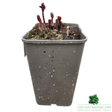 Paeonia lactiflora 'Sarah Bernhardt' - Peony Plant - 3.5Ltr Pot