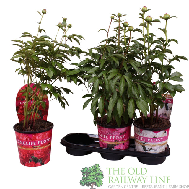 Paeonia Longlife Mixed 3Ltr Pot (Choice of 3) - Old Railway Line Garden Centre