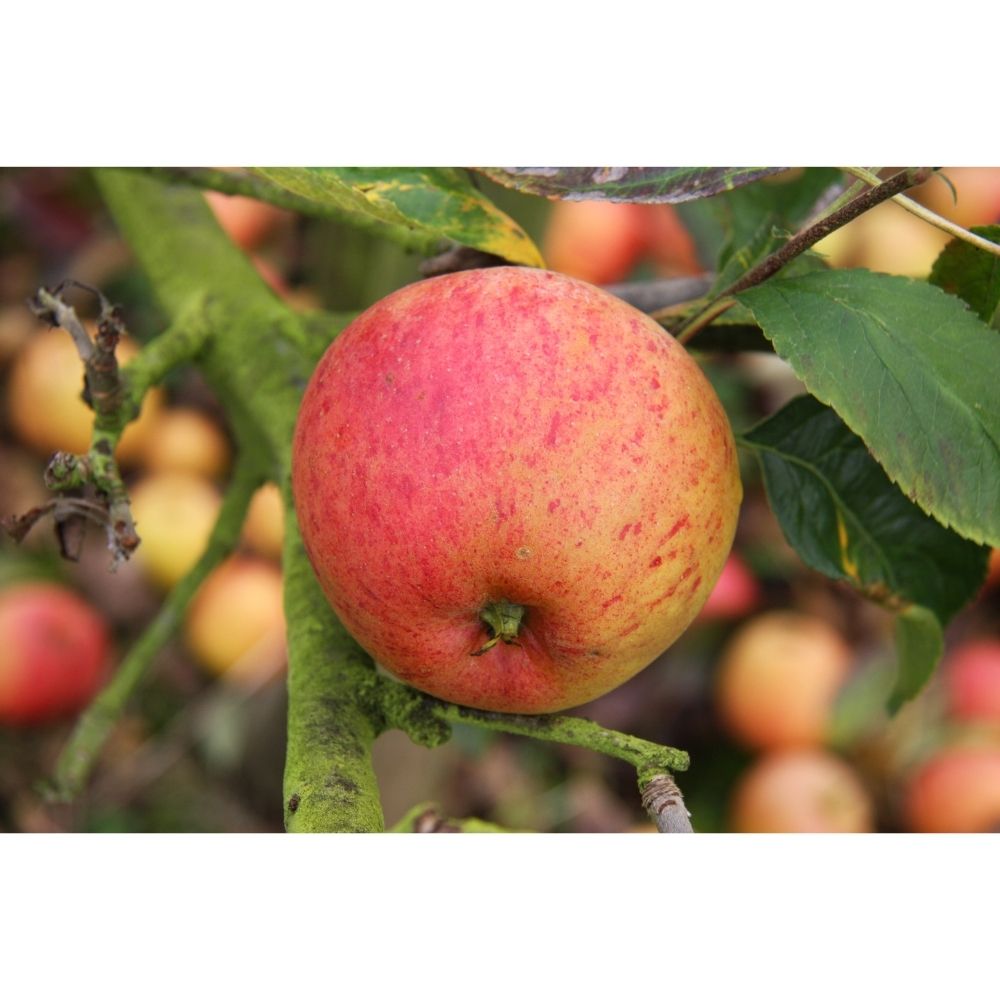 Apple Tree 'Paradice Gold' Fruit Tree 12Ltr Pot